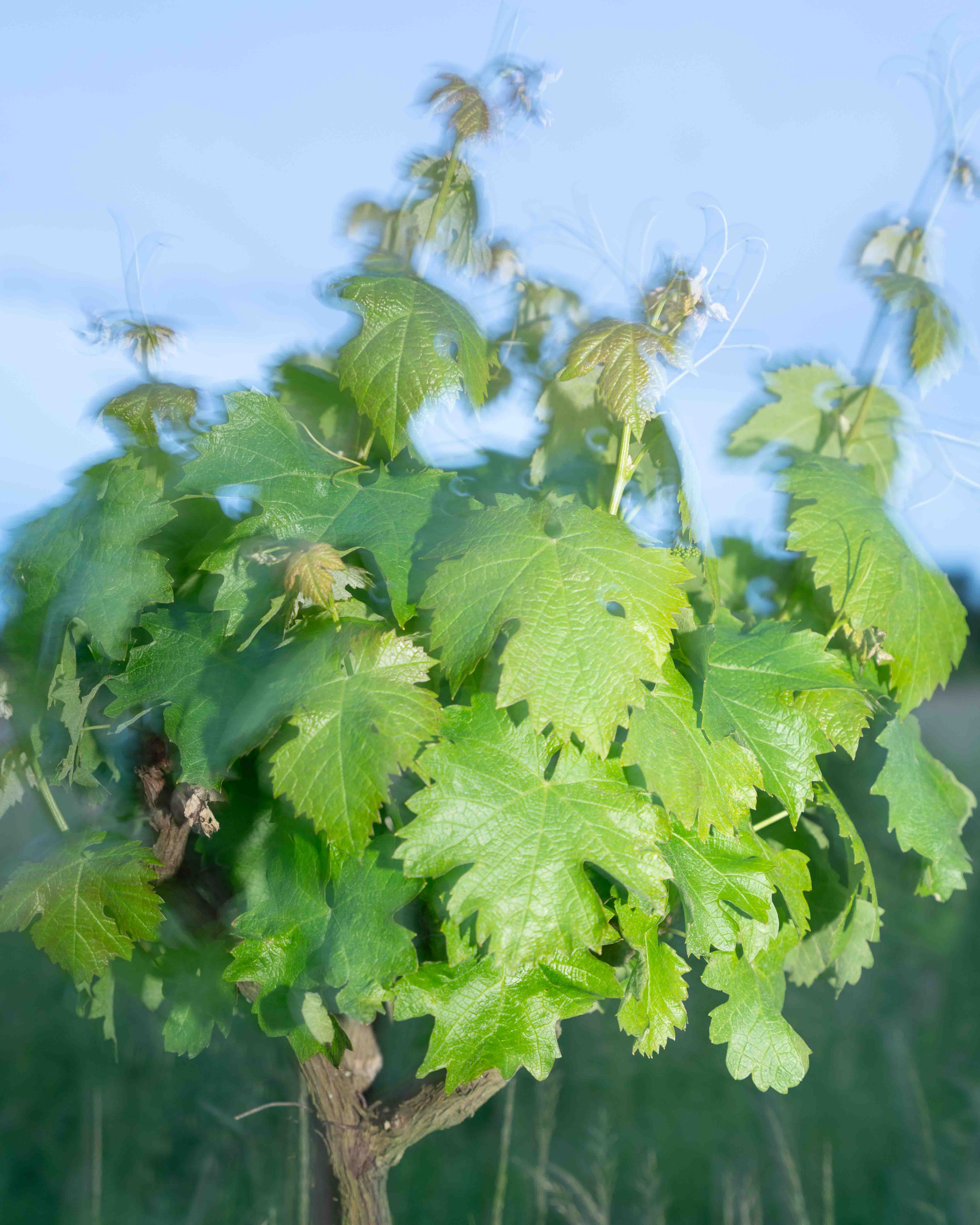 Alkuviinin maahantuomat alkuviinit esillä / Natural wines imported by Alkuviini on display